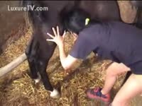 [ Beastiality Porn XXX ] brunette geek sucks a horse
